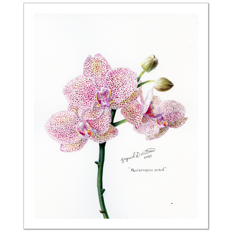 orchid watercolor print
