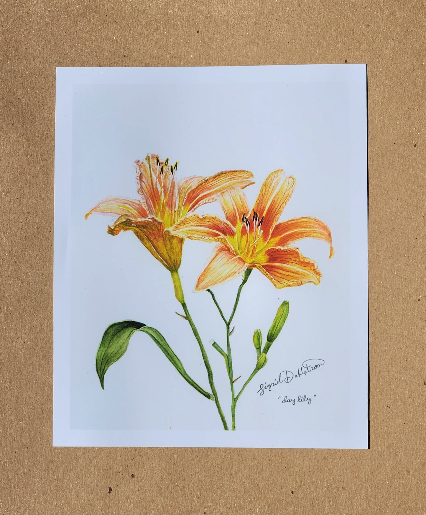 daylily watercolor print