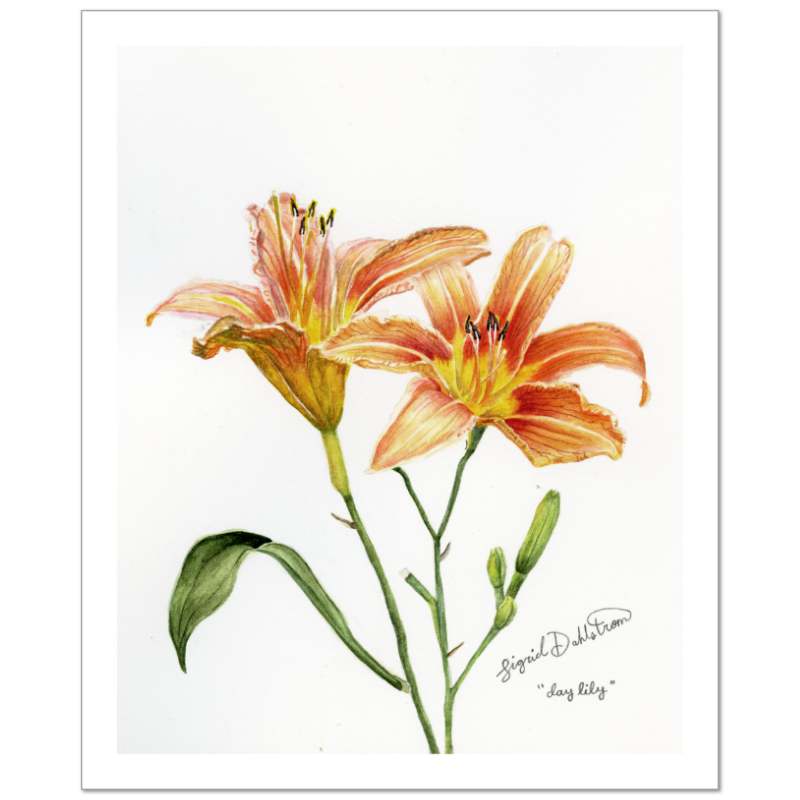 daylily watercolor print
