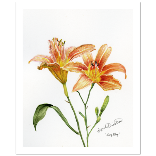 daylily watercolor print