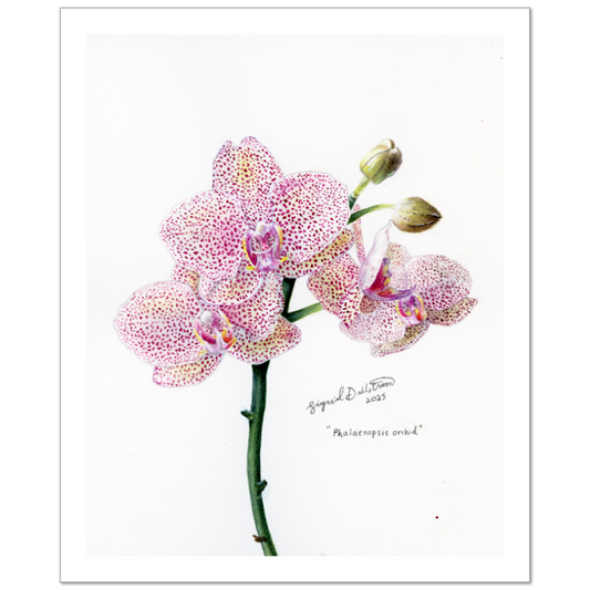 orchid watercolor print