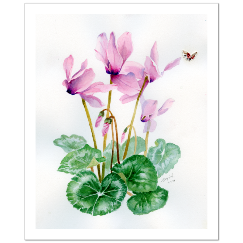cyclamen watercolor print